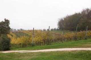 Agriturismo Marani - Arcugnano - 7