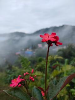 Khao Kho Tree Top - 8