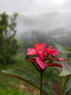 Khao Kho Tree Top - 7
