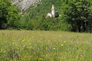 L Edelweiss - 1