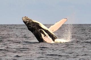 Aston Mahana Kaanapali Beach Resort - 5