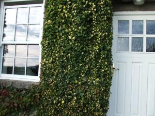 Ivy House Holiday Home - 4