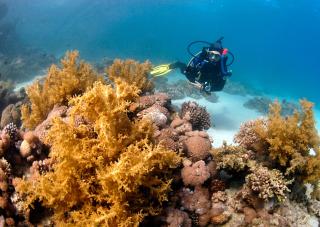 Dive Urge - Dahab - 7