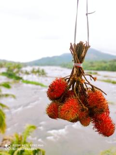 The Anchorage Athirapilly Resort - 6