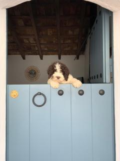 La Puerta Azul - Bornos - 0