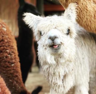 Alpaca Inn - Montagu - 7