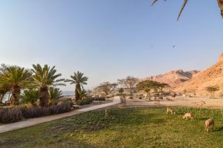SPNI Ein Gedi Field School - 7