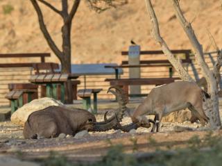 SPNI Ein Gedi Field School - 5