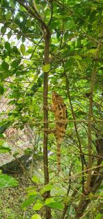 Le Chalet de la Fontaine Saint Leu - 7