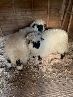 The Reindeer Retreat Buttercup Twin - 6