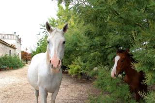 Villa Castiglione 1863 - The real Sicilian holiday - 2
