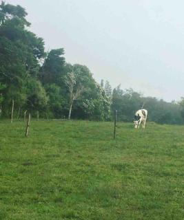 Lissadell Country House - 6