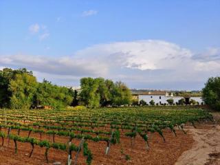 Bodega Boutique Finca Buytrón - Montilla - 9