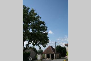 Le coeur du Lys - Chissey-lès-Mâcon - 9