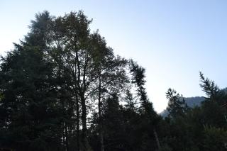 Forest Wood Cottage - Manāli - 2