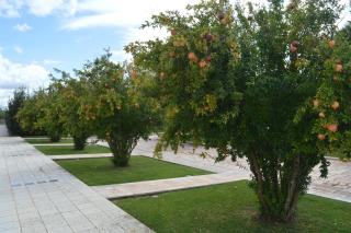 Hotel Relais Antica Masseria - 6