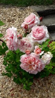 La Merlette89 - 2