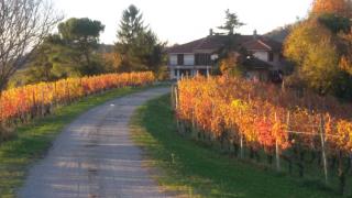 Cascina Torello - Dogliani - 9