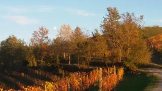 Cascina Torello - Dogliani - 2