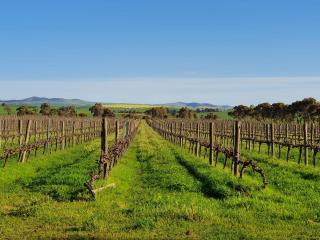 Belalie Wines - Jamestown - 7