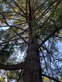 Foothill House - 8