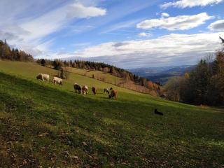 Almbauer Morgenbesser - Trattenbach - 2