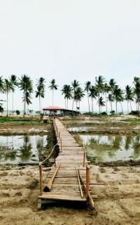 I - Talay Taling Ngam Samui - เขา ป่า นา เล ตลิ่งงาม สมุย - Strand Taling Ngam - 3