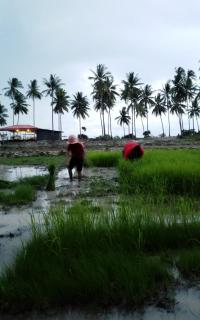 I - Talay Taling Ngam Samui - เขา ป่า นา เล ตลิ่งงาม สมุย - Strand Taling Ngam - 2