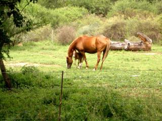 Blanco Guest Farm - Holiday Resort - 2