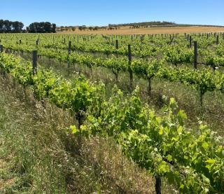 Belalie Wines - Jamestown - 8