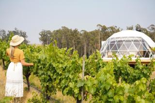Domescapes in the Vines - Sidmouth - 5
