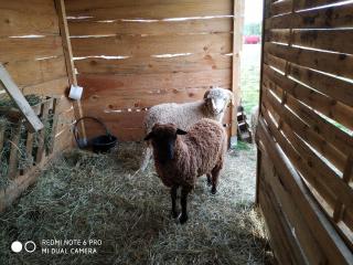 Gîte à la ferme - Laudun - 1