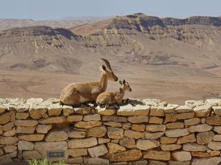 SPNI Har Hanegev Field School - Mitzpe Ramon - 1