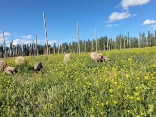 Chacra Arana cabaña de campo - 6