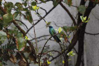 Suites Metropoli - 1