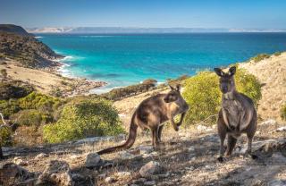 Sea Dragon Kangaroo Island - Penneshaw - 2