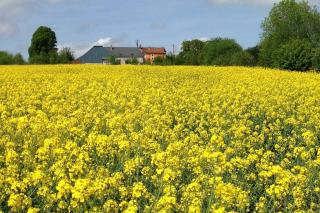 Ferme de Wichery, Gite 2-6 pers. - 7