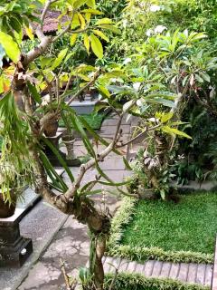 The Hidden Bali Inn - Ubud - 2