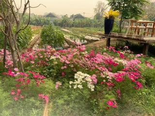 the NOW by Kru Se - Ban Muang Pha - 4
