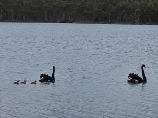 Lake Yalleena Nature Retreat - Lake Leake - 7
