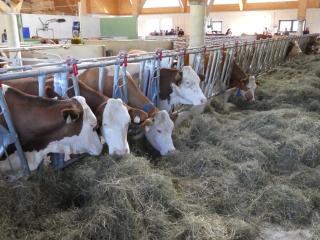 Bauernhof Kodahof – Familie Rabl - Itter - 7