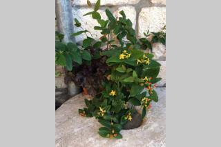 Apartman Knezovic - Stari Grad (Cittavecchia) - 9