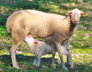 137 Finca Son Bernat ETV9442 by Mallorca Charme - 2