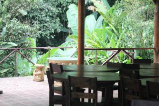 Iguana Libre - Dominical - 4
