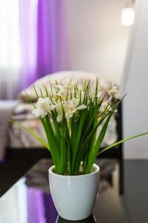 8 Svyatoho Teodora Square Apartments - Lviv - 1