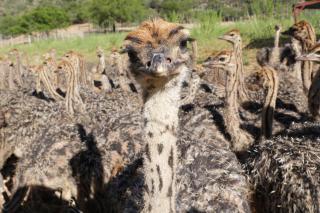 De Oude Meul Country Lodge & Restaurant - Oudtshoorn - 7