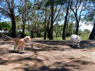 Twelve Apostles Motel & Country Retreat - 2