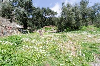 Apartmani Popović - Babino Polje - 3