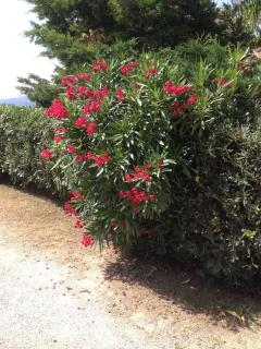 Apartment in villa 2 to 4 persons with large private garden Sole - 1