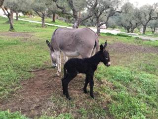 Lithies Organic Farm - Vasilikos - 2